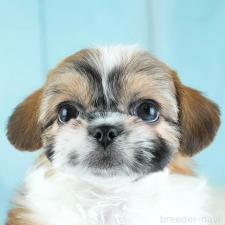 ♀︎チワズー:チワワ×シーズー