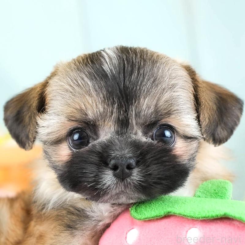 販売中の埼玉県のチワズー:チワワ×シーズー-455146