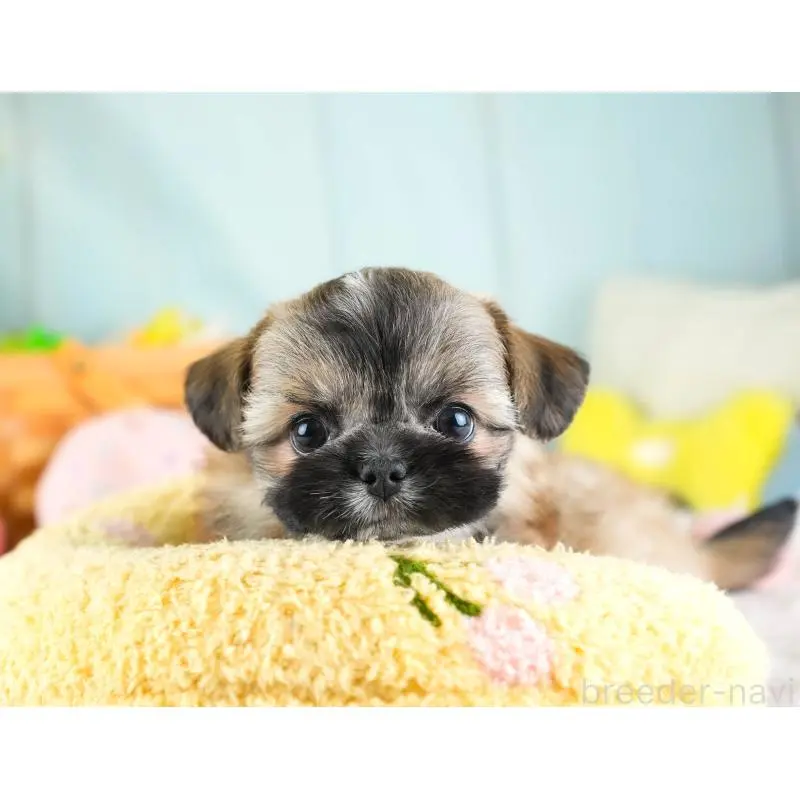 販売中の埼玉県のチワズー:チワワ×シーズー-455146の11枚目