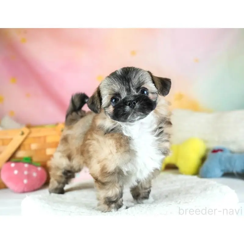 販売中の埼玉県のチワズー:チワワ×シーズー-455146の10枚目