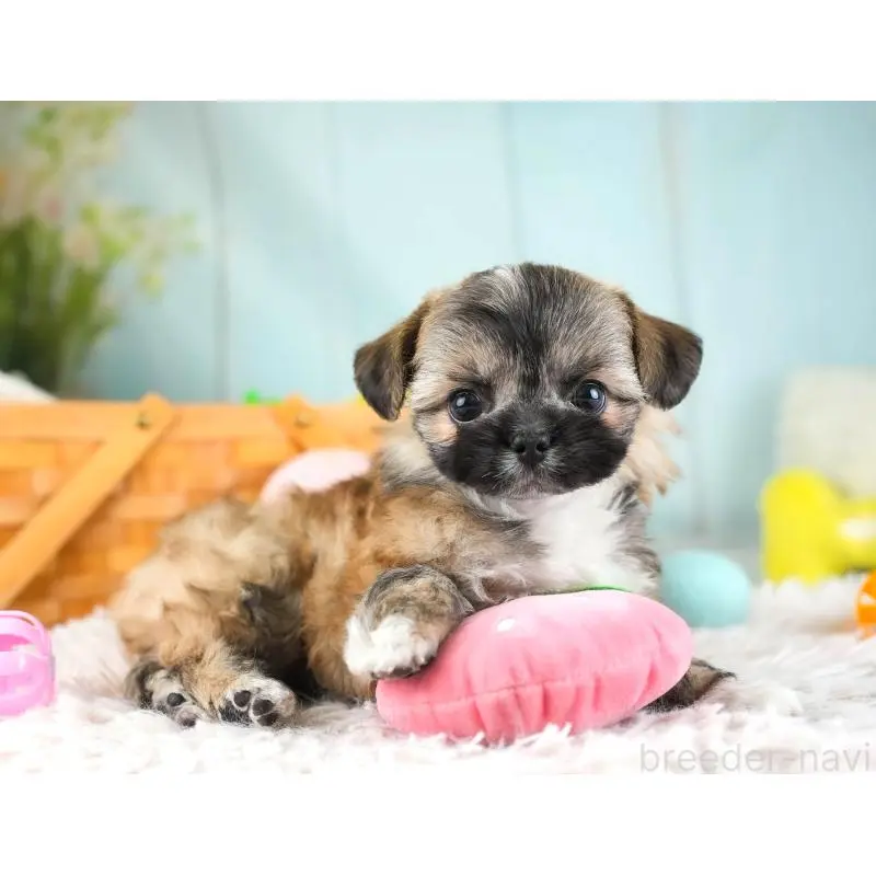 販売中の埼玉県のチワズー:チワワ×シーズー-455146の9枚目