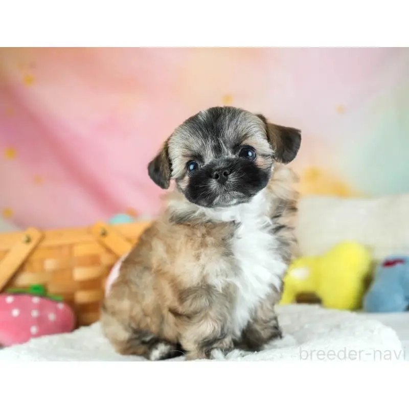 販売中の埼玉県のチワズー:チワワ×シーズー-455146の8枚目