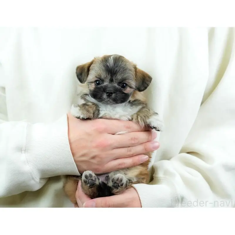 販売中の埼玉県のチワズー:チワワ×シーズー-455146の7枚目