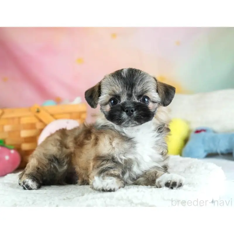 販売中の埼玉県のチワズー:チワワ×シーズー-455146の6枚目