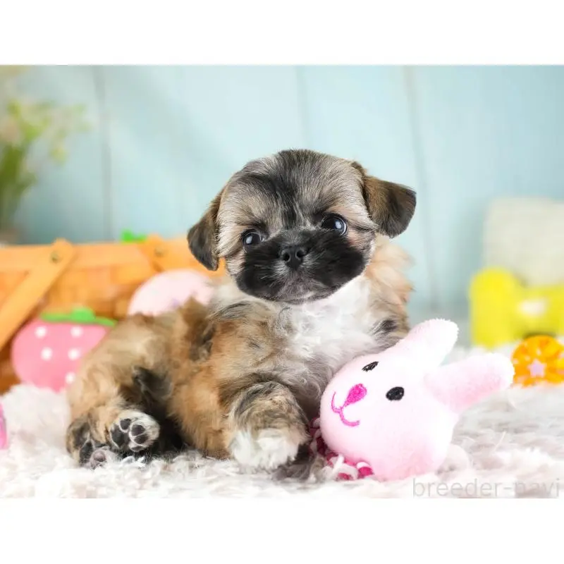 販売中の埼玉県のチワズー:チワワ×シーズー-455146の5枚目