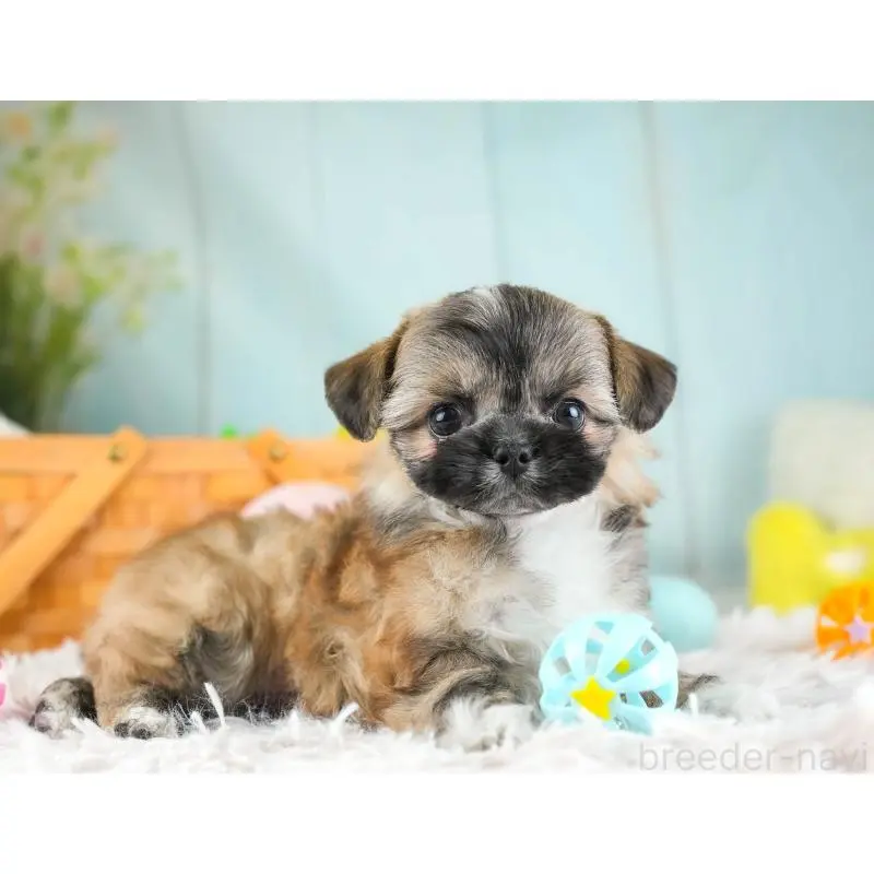 販売中の埼玉県のチワズー:チワワ×シーズー-455146の4枚目