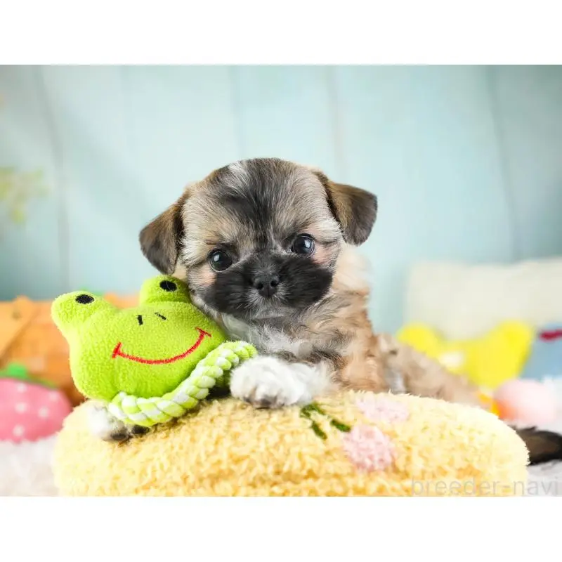 販売中の埼玉県のチワズー:チワワ×シーズー-455146の3枚目