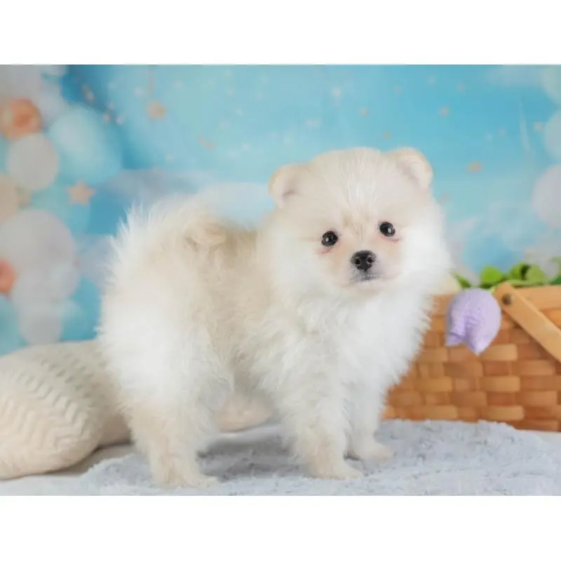 販売中の埼玉県のポメラニアン-454911の11枚目