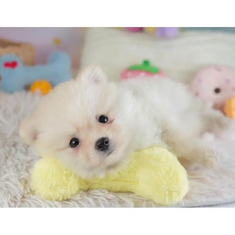 販売中の埼玉県のポメラニアン-454911の10枚目