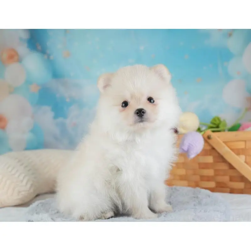 販売中の埼玉県のポメラニアン-454911の9枚目