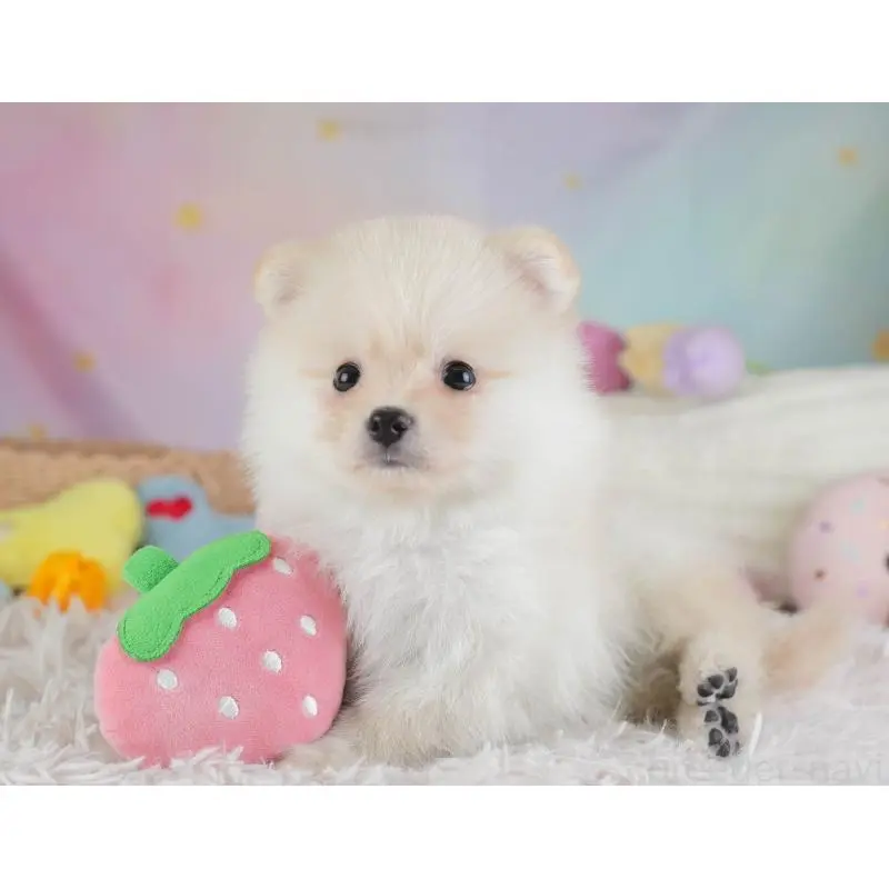 販売中の埼玉県のポメラニアン-454911の7枚目