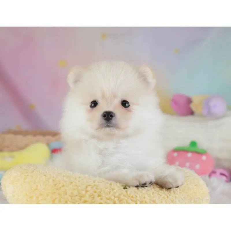 販売中の埼玉県のポメラニアン-454911の6枚目