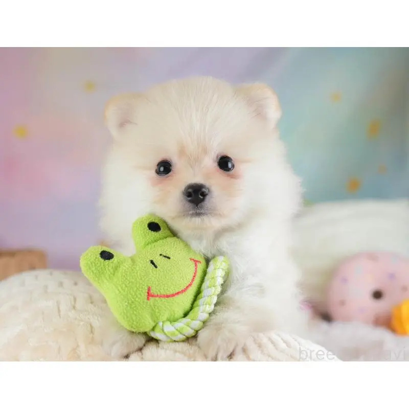 販売中の埼玉県のポメラニアン-454911の5枚目