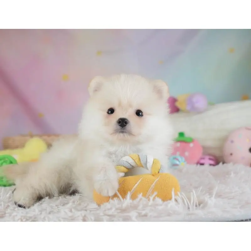 販売中の埼玉県のポメラニアン-454911の4枚目