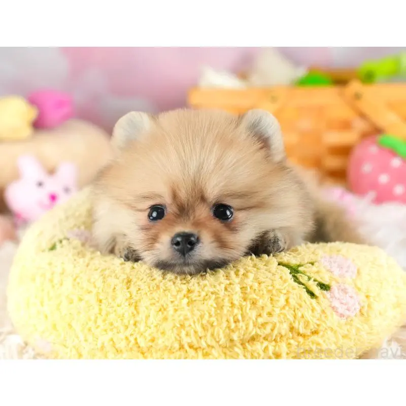 販売中の埼玉県のポメラニアン-454908の12枚目