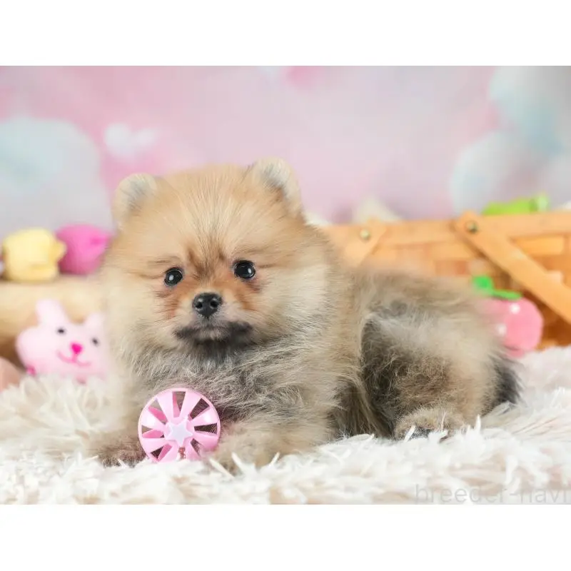 販売中の埼玉県のポメラニアン-454908の10枚目