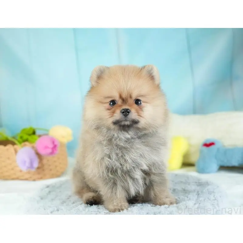 販売中の埼玉県のポメラニアン-454908の9枚目