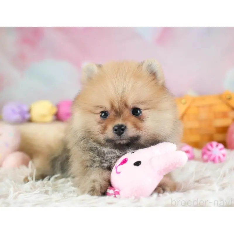 販売中の埼玉県のポメラニアン-454908の8枚目