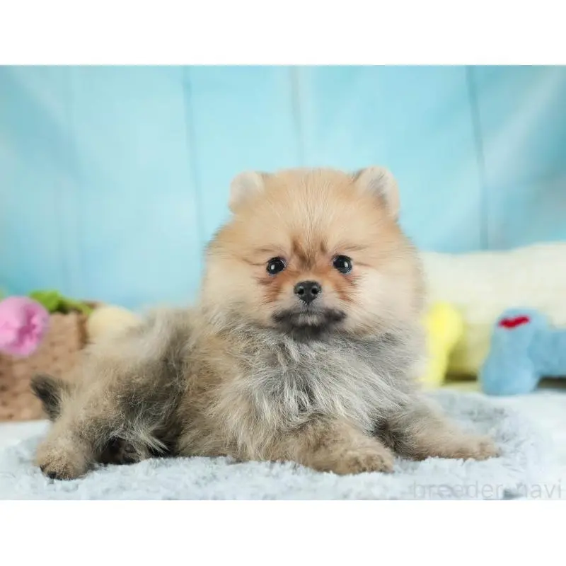 販売中の埼玉県のポメラニアン-454908の7枚目