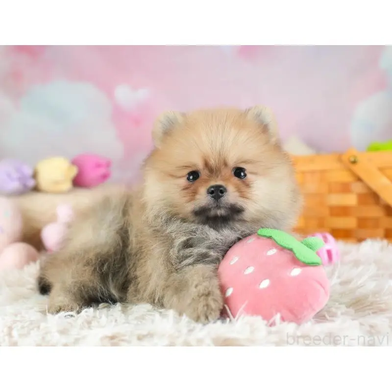 販売中の埼玉県のポメラニアン-454908の6枚目