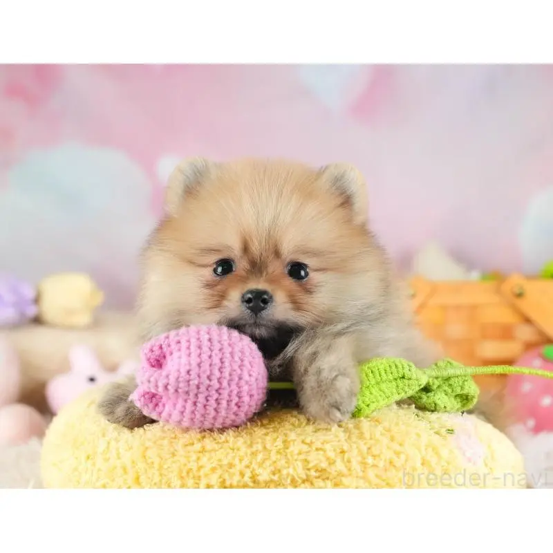 販売中の埼玉県のポメラニアン-454908の5枚目