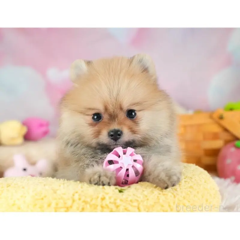 販売中の埼玉県のポメラニアン-454908の4枚目