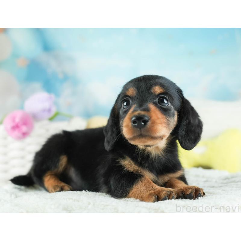 販売中の埼玉県のミニチュアダックスフンド(ロングヘアード)-455144の11枚目