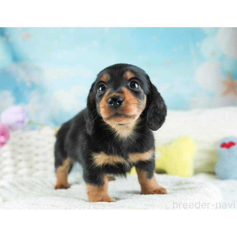 販売中の埼玉県のミニチュアダックスフンド(ロングヘアード)-455144の10枚目