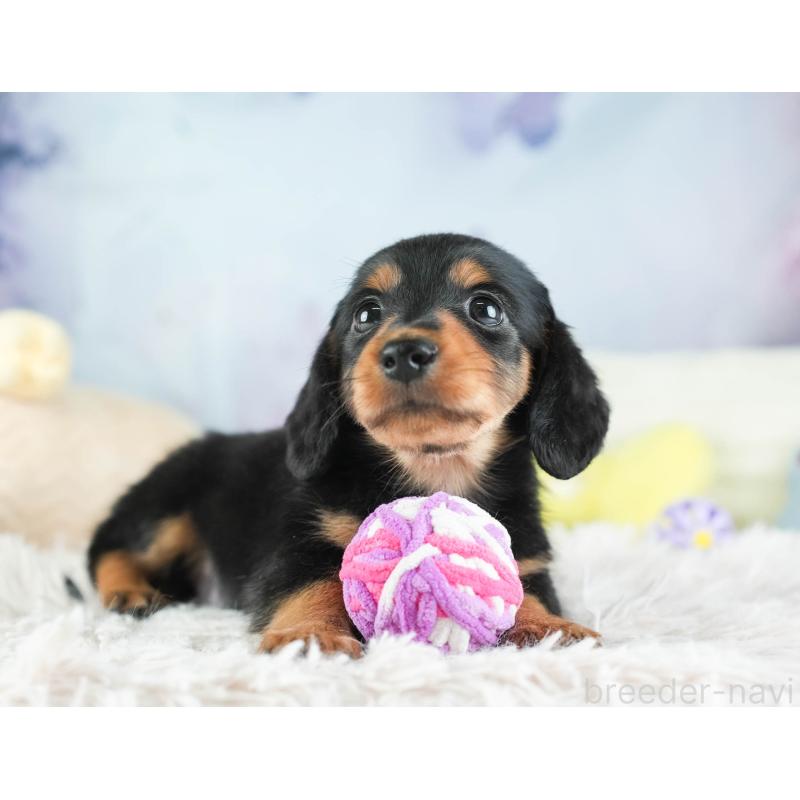 販売中の埼玉県のミニチュアダックスフンド(ロングヘアード)-455144の9枚目