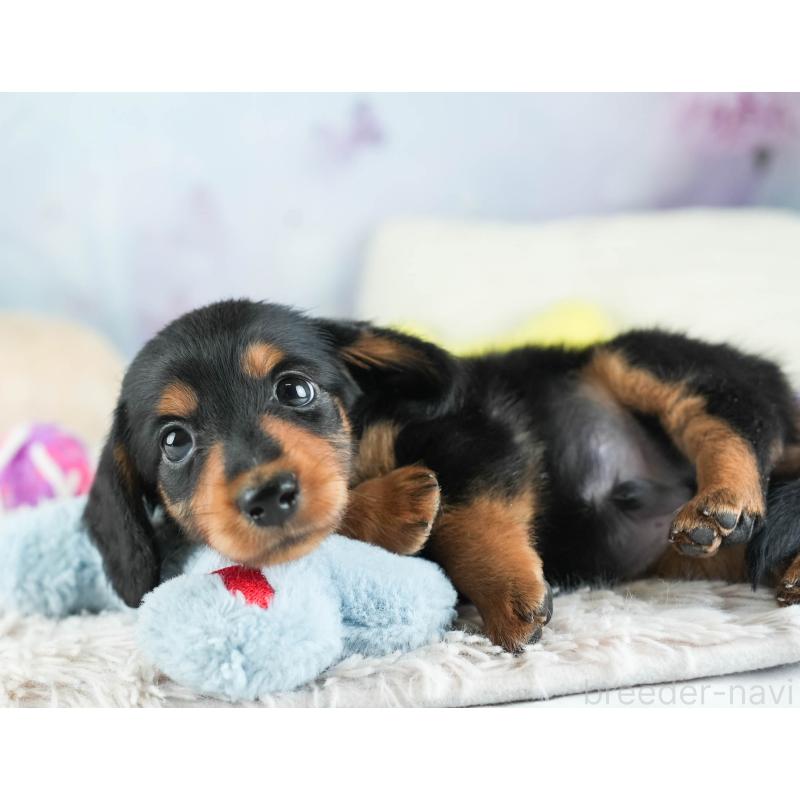 販売中の埼玉県のミニチュアダックスフンド(ロングヘアード)-455144の8枚目