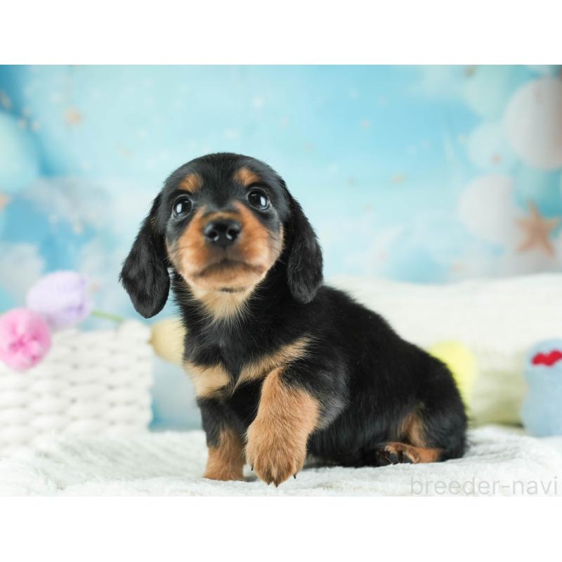 販売中の埼玉県のミニチュアダックスフンド(ロングヘアード)-455144の7枚目