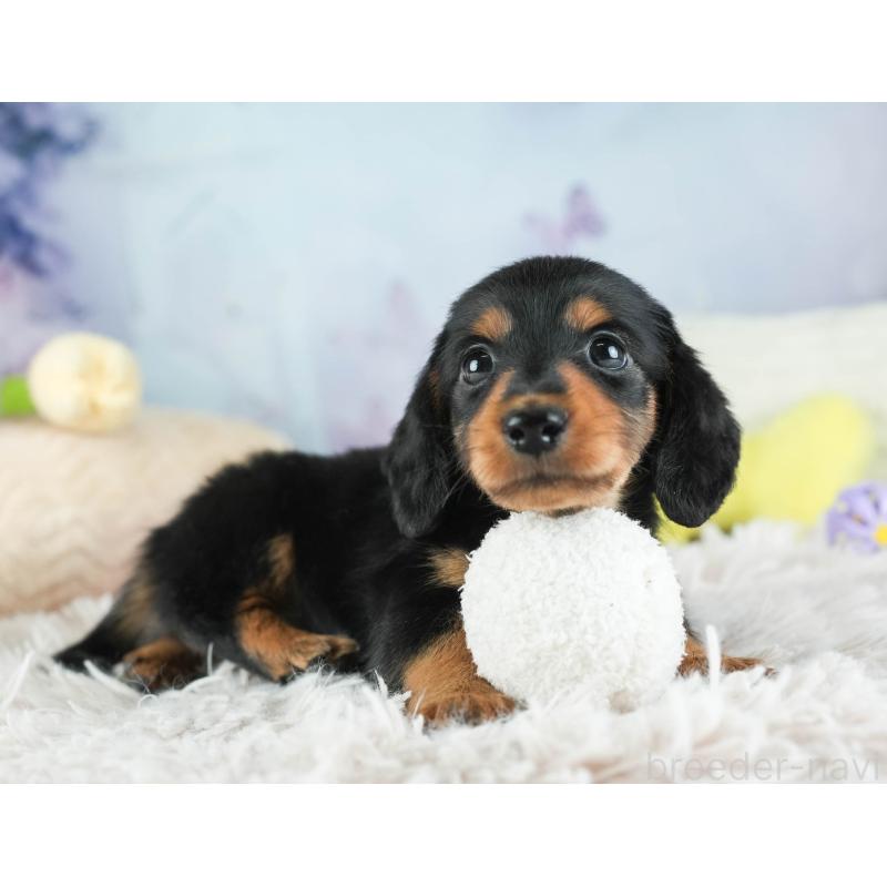 販売中の埼玉県のミニチュアダックスフンド(ロングヘアード)-455144の6枚目