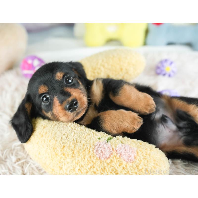 販売中の埼玉県のミニチュアダックスフンド(ロングヘアード)-455144の5枚目