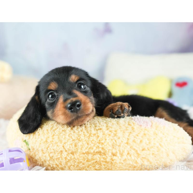 販売中の埼玉県のミニチュアダックスフンド(ロングヘアード)-455144の4枚目