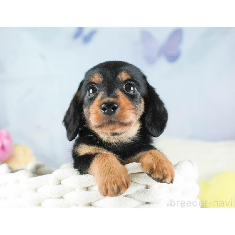 販売中の埼玉県のミニチュアダックスフンド(ロングヘアード)-455144の3枚目