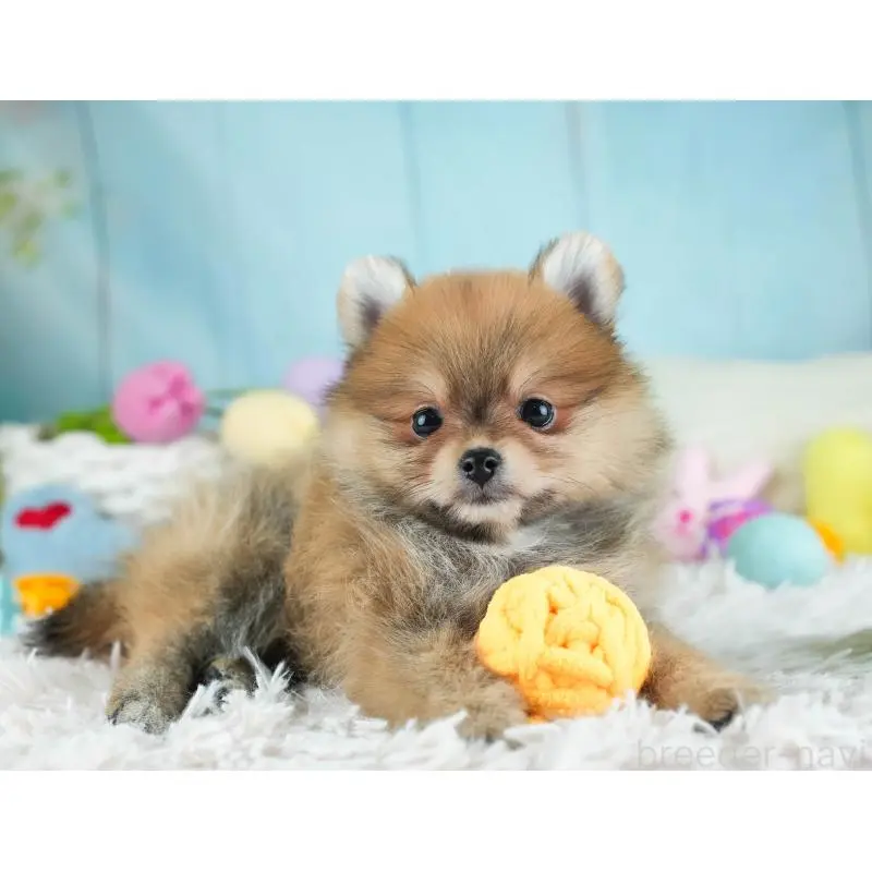 販売中の埼玉県のポメラニアン-454912の12枚目