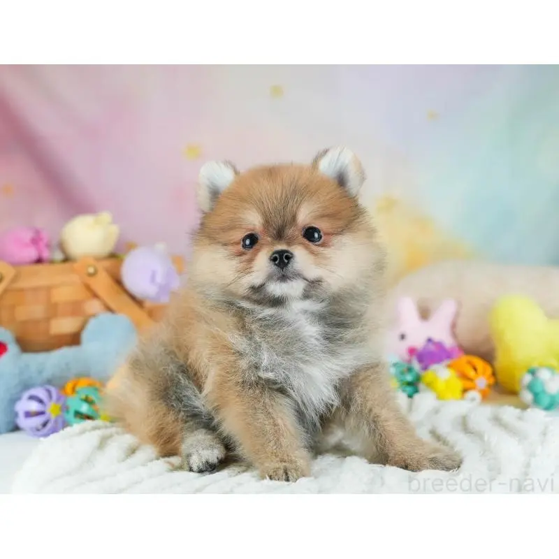 販売中の埼玉県のポメラニアン-454912の11枚目