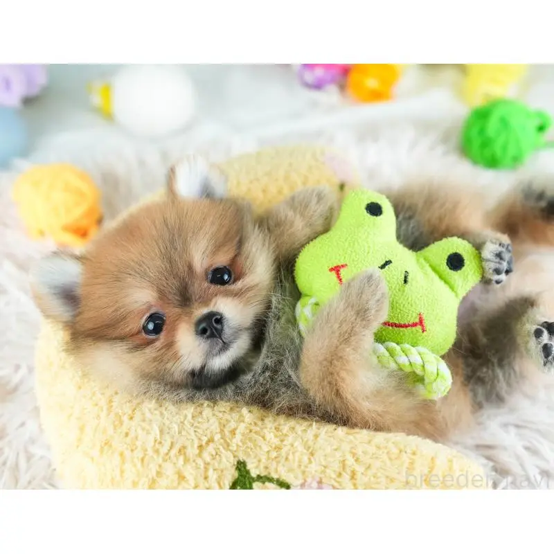 販売中の埼玉県のポメラニアン-454912の10枚目