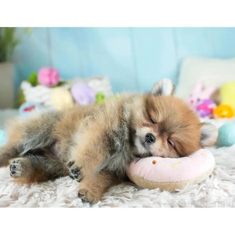 販売中の埼玉県のポメラニアン-454912の9枚目