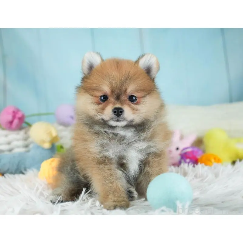 販売中の埼玉県のポメラニアン-454912の8枚目