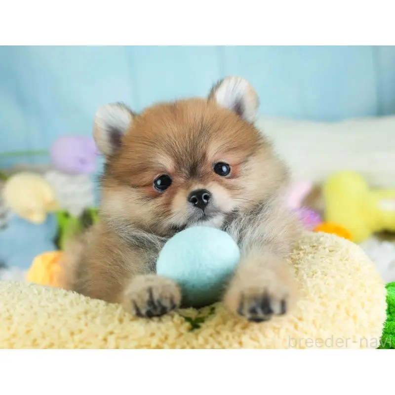 販売中の埼玉県のポメラニアン-454912の7枚目