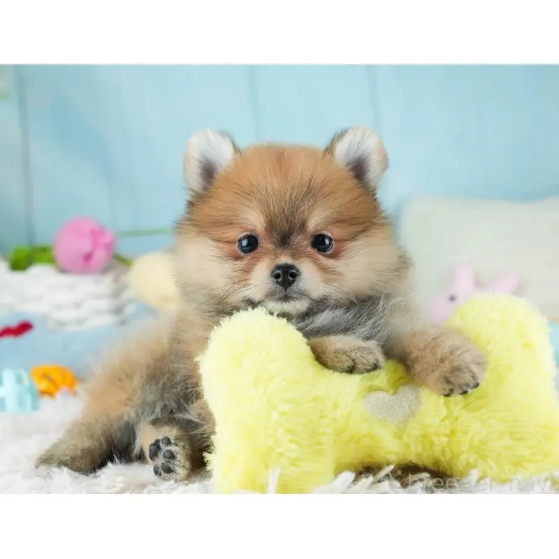 販売中の埼玉県のポメラニアン-454912の6枚目