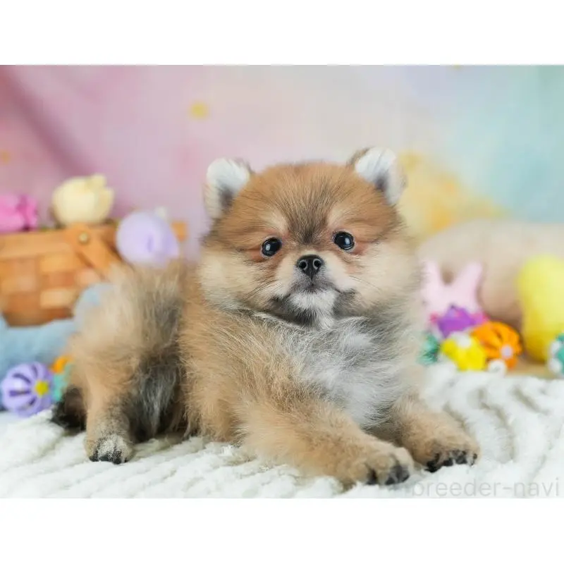 販売中の埼玉県のポメラニアン-454912の5枚目