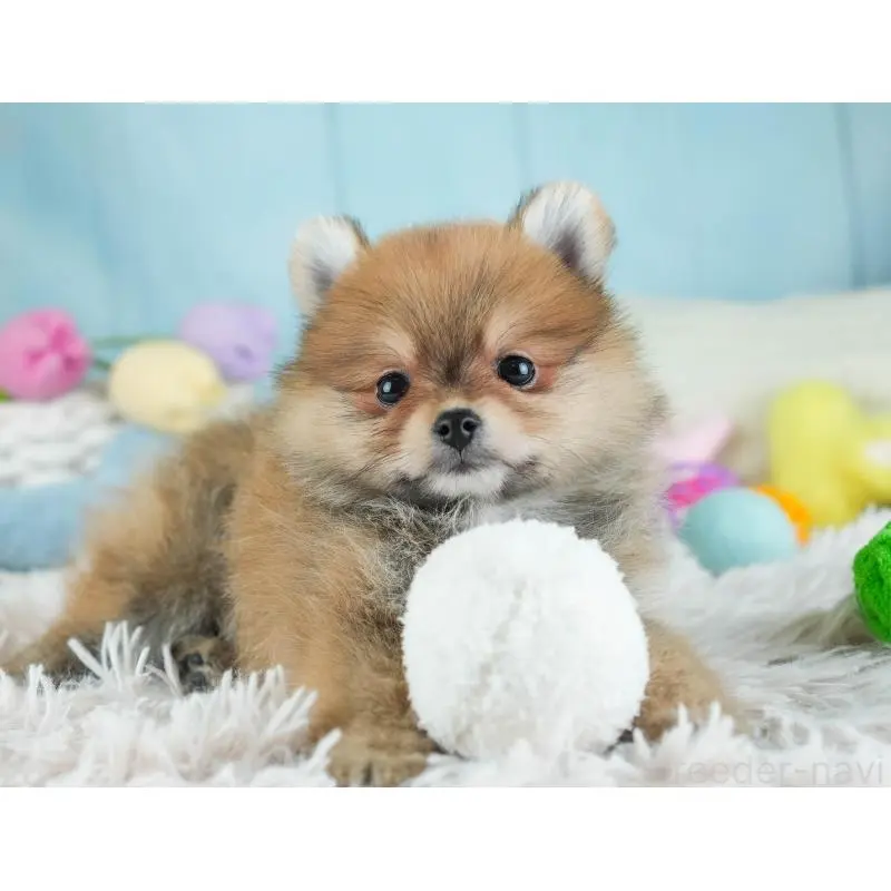 販売中の埼玉県のポメラニアン-454912の4枚目