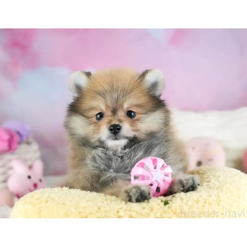 販売中の埼玉県のポメラニアン-455142の10枚目