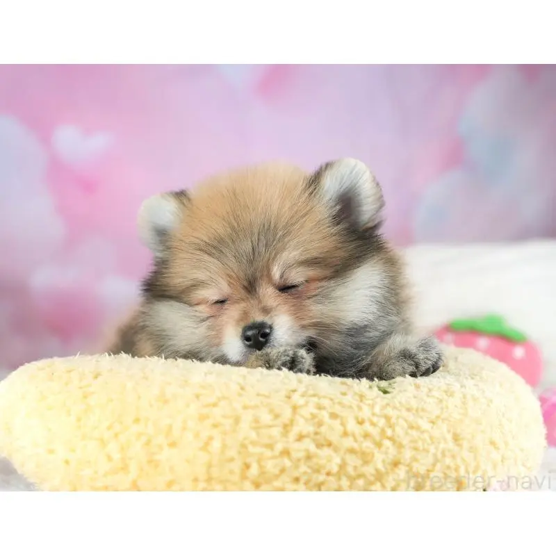 販売中の埼玉県のポメラニアン-455142の8枚目