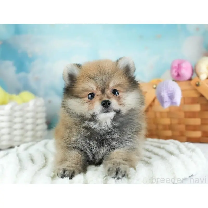 販売中の埼玉県のポメラニアン-455142の7枚目