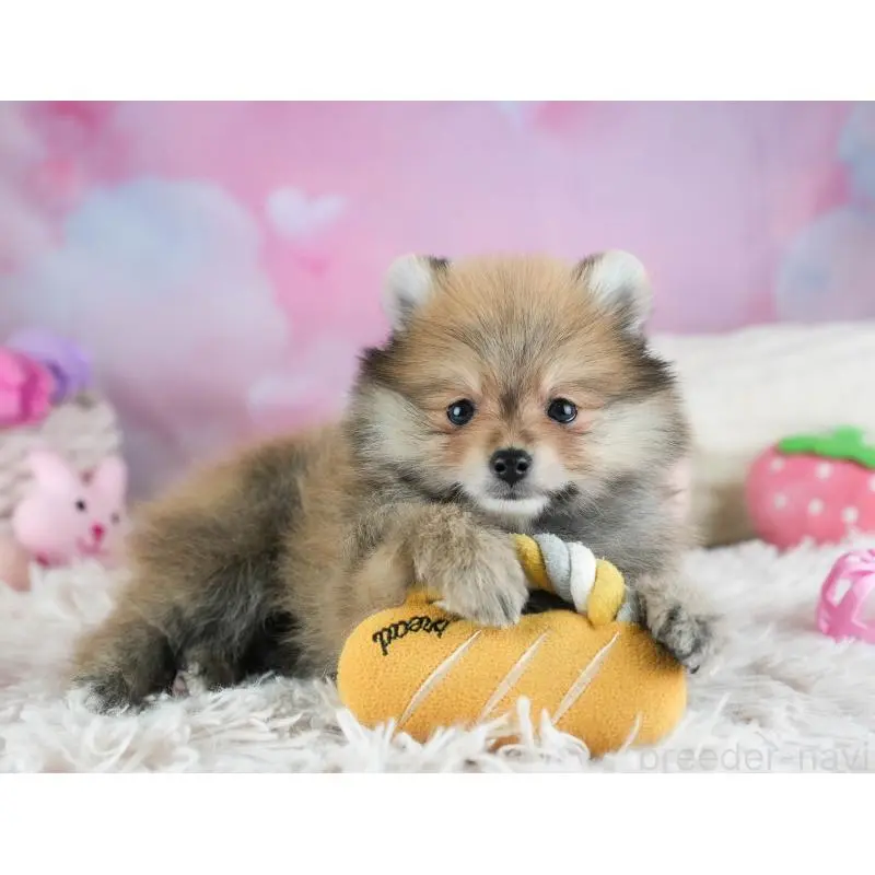 販売中の埼玉県のポメラニアン-455142の5枚目