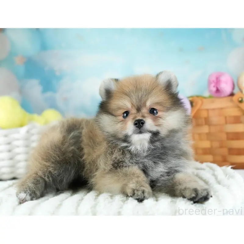 販売中の埼玉県のポメラニアン-455142の4枚目