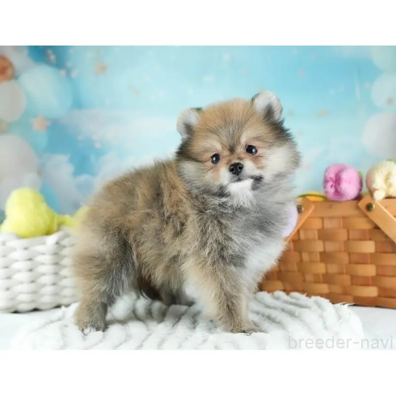 販売中の埼玉県のポメラニアン-455142の3枚目